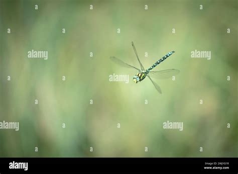 Flying Blue Hawker Aesha Cyanea Stock Photo Alamy