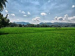sawah wikipedia bahasa indonesia ensiklopedia bebas