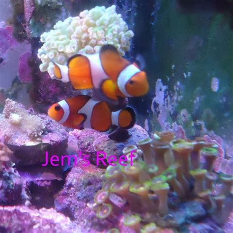 Jual Ikan air Laut Nemo / Ikan Badut (Clownfish) - Jakarta Barat - Jem's Aquascape and Reef ...