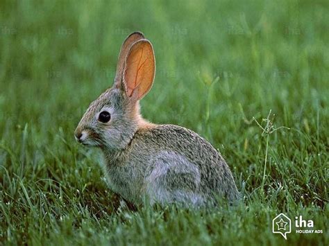 Rabbit A Guide To Irelands Protected Habitats And Species