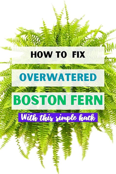 How To Save Overwatered Boston Fern In Boston Fern Boston