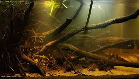 Putumayo river basin in the Colombia-Perú area, 160 L – Biotope Aquarium