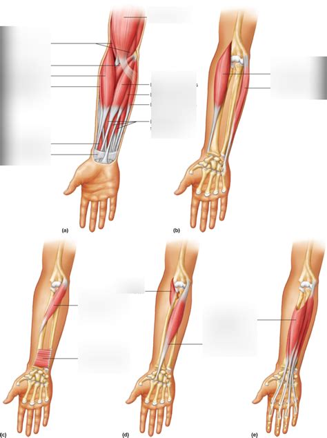 Muscles Of The Lower Arm Labeling Diagram Quizlet