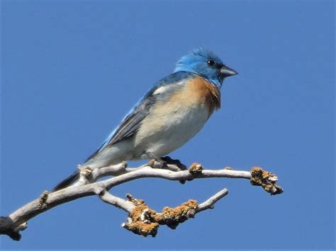 Geotripper S California Birds Two Of The Blue Favorites In One Day A