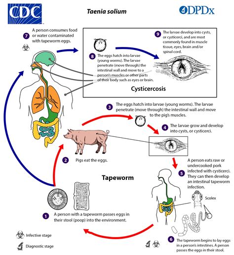 How Cysticercosis Spreads Cysticercosis Cdc