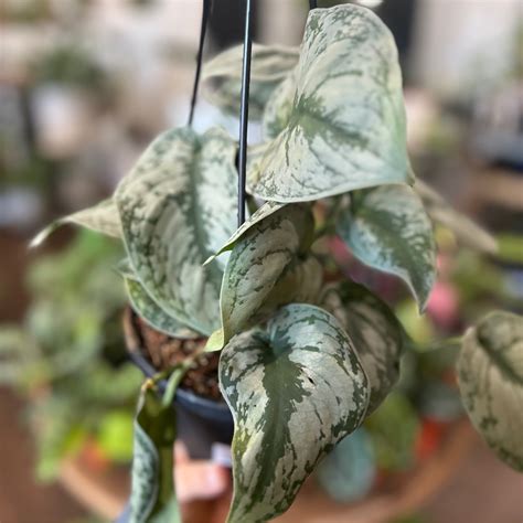 Scindapsus Pictus 'Exotica' 6" HB | Plantstay | Gainesville Houseplant Shop