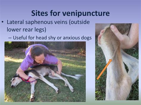 Medial Saphenous Vein Cat