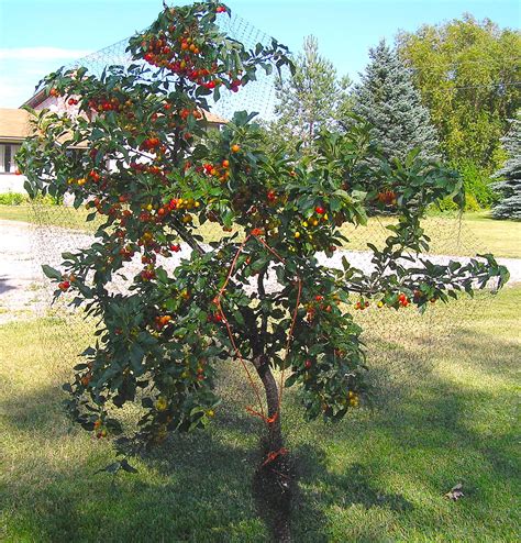 Cerisier Evans Un Arbre Pour Mon Quartier