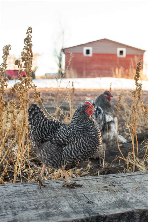 Favorite Chicken Breeds — Whitney Out West