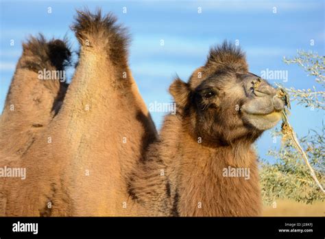 Uzbekistan Nurota Tumani Camelsafari In The Kizilkum Desert Stock