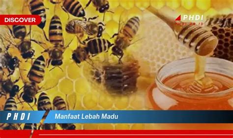 Temukan 7 Manfaat Lebah Madu Yang Bikin Kamu Penasaran