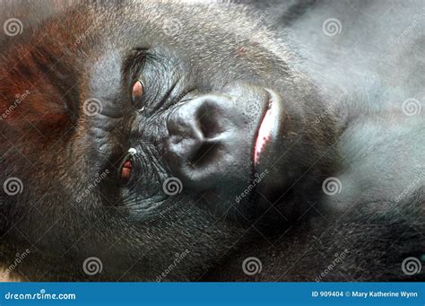 Gorilla Face Stock Photo Image Of Mountain Gorilla Animal 909404