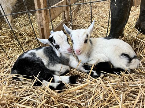 La période d agnelage un moment de renouveau au cœur de la ferme