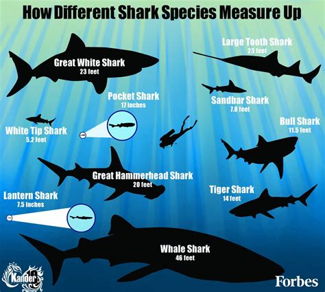 How Different Shark Species Measure Up [Infographic]