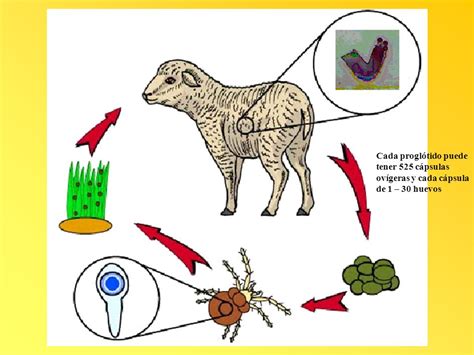 Enfermedades Parasitarias Tisanosomiasis