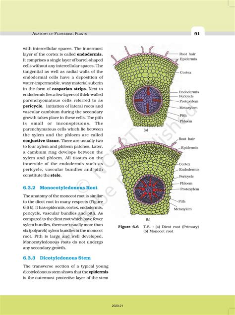 Anatomy Of Flowering Plants Ncert Book Of Class Biology