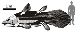 Coelacanth - Wikipedia