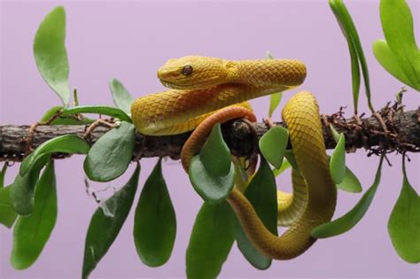 A V Bora Trimeresurus Insularis De L Bios Brancos Amarelos Fechada No