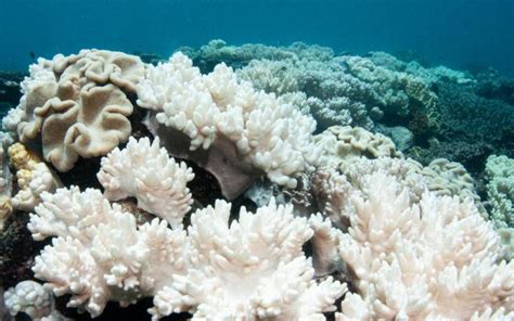 El cuarto blanqueamiento mundial de arrecifes de coral está en marcha