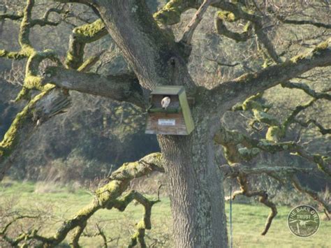 Barn Owl Boxes For Trees The Barn Owl Trust