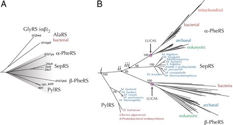 Structure Of Pyrrolysyl Trna Synthetase An Archaeal Enzyme For Genetic