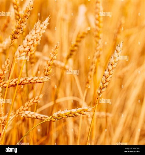 Yellow Wheat Ears Field Background Rich Harvest Wheat Field Fresh