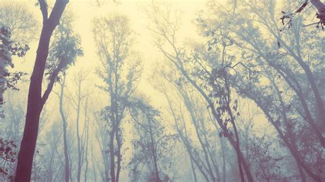 Vintage Forest Wallpapers - Top Free Vintage Forest Backgrounds ...