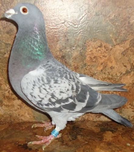 Homing Pigeons Aka Racing Homers Rare And Common Colored For Sale In