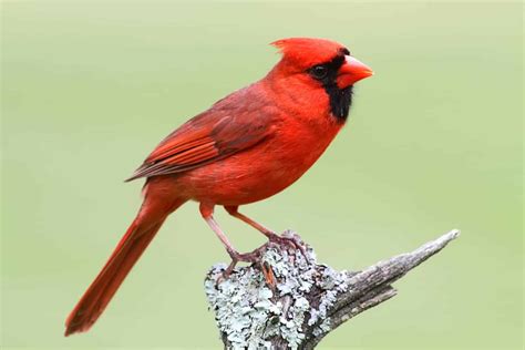 Red Orange And Yellow Birds In West Virginia A Comprehensive Guide