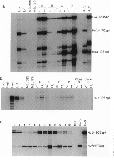 Figure 3 From Use Of Yeast Artificial Chromosomes Yass For Studying