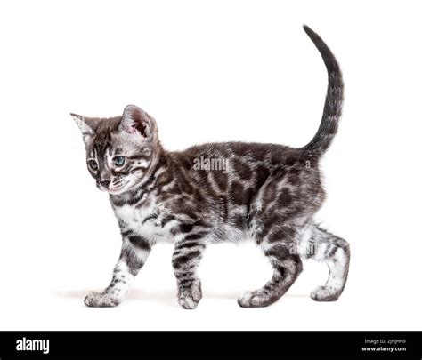 Side View Of A Blue Eyed Bengal Cat Kitten Walking Isolated On White