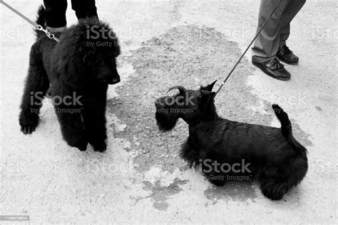 Little Black Dog Stock Photo Download Image Now Animal Behavior