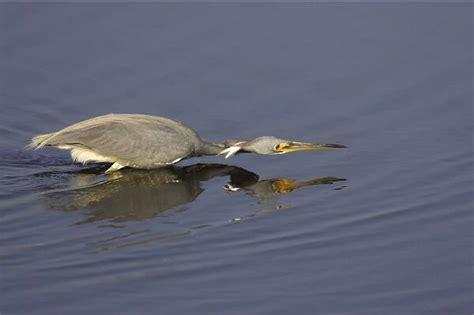 Tricolored Heron Hunting For Fish Merrit Island Nwr