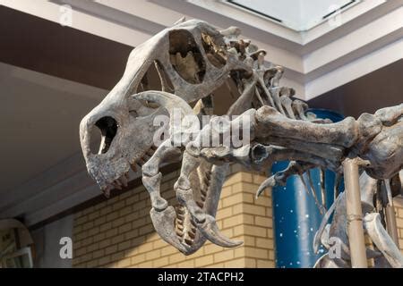 Skeleton cast of the Utahraptor, Utahraptor ostrommaysi, in the USU ...