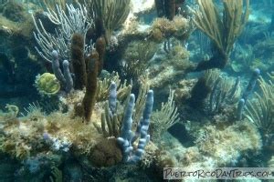 Culebra Snorkeling Beaches Flamenco Tamarindo Zoni Melones Solado ...