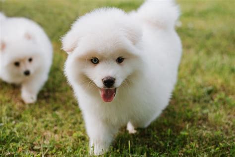 Pomsky Dog Breed: Characteristics, Facts and Pictures