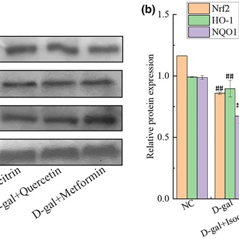 Protein Expression Levels Of Nrf2 HO1 And NQO1 In Brain Tissue Of