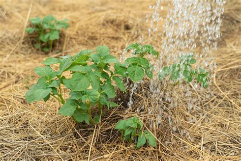 How to Use Straw Mulch in the Vegetable Garden