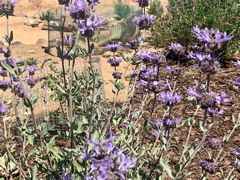 Plant Spotlight: Cleveland Sage - Morongo Basin Conservation Association