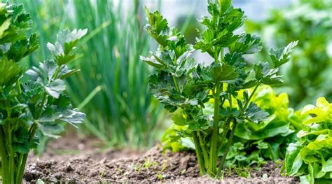 How To Plant, Grow, and Care For Celery - Epic Gardening