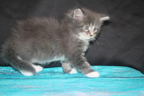 Chaton Maine Coon Chaton Blue Blotched Tabby M Le Disponible En