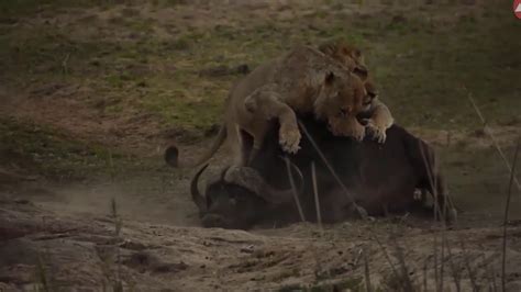 Lion Vs Buffalo Fights 3 Male Lion Attack Buffalo Safari Youtube