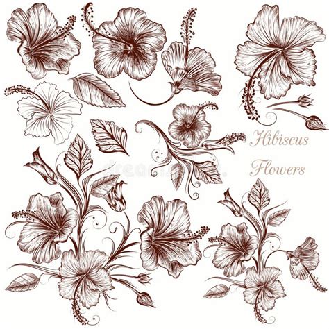 Grupo De Flores Tiradas Mão Do Hibiscus Do Vetor Ilustração do Vetor