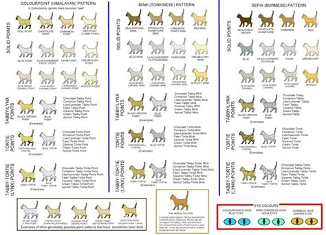 Cat Colours Diagram Chart Cat Colors Fancy Cats Cat Skin