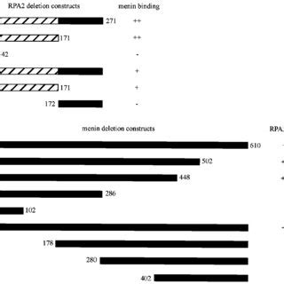 Mapping Of Regions Involved In Menin Rpa Binding Gal Activation