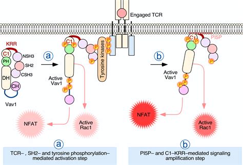 Cells Free Full Text Phosphatidylinositol Monophosphates Regulate