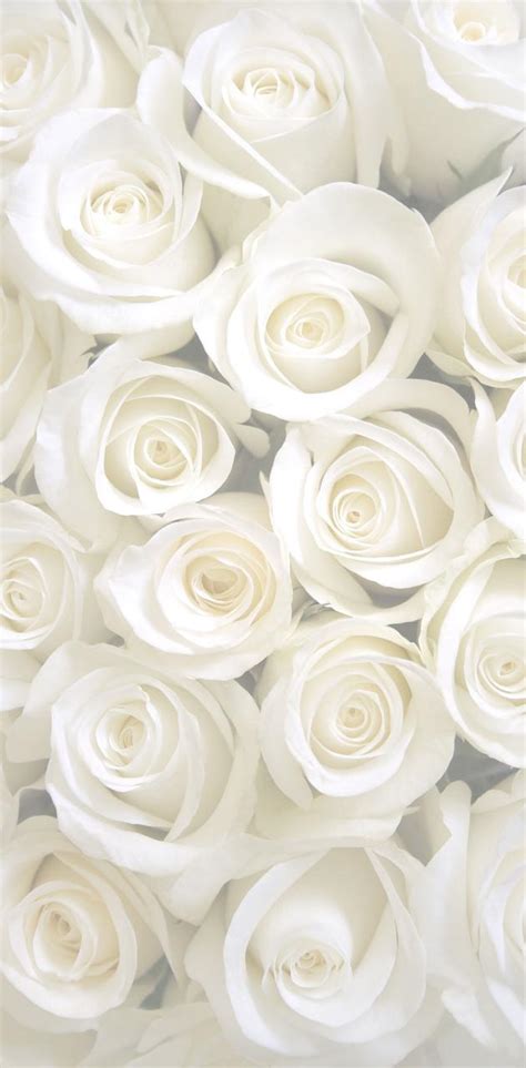 Download Free 100 + aesthetic rose white Wallpapers