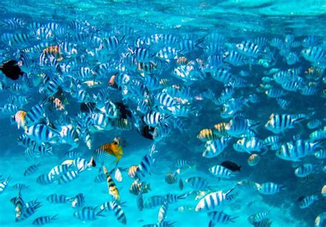 Bora Bora Full Day Lagoon Snorkelling Tour GetYourGuide