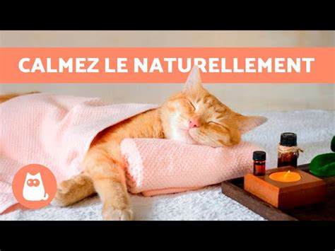 7 CALMANTS NATURELS pour CHATS Comment détendre un chat SANS