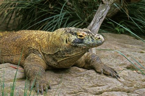 VARAN DE KOMODO Varanus Komodoensis Stock Photo - Image of scavenger ...